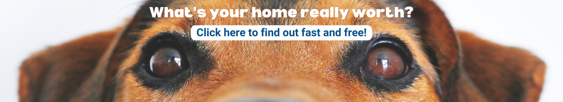 Dog eyes image with text, Whats your home really worth